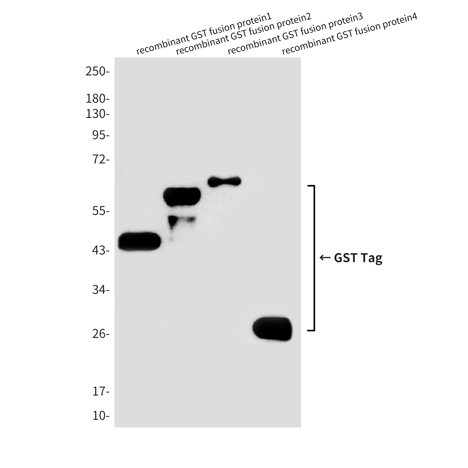 GST Tag Rabbit pAb (HRP) Antibody
