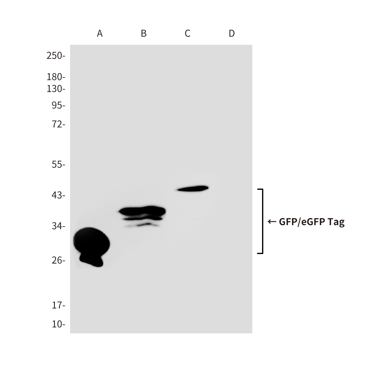 eGFP Antibody