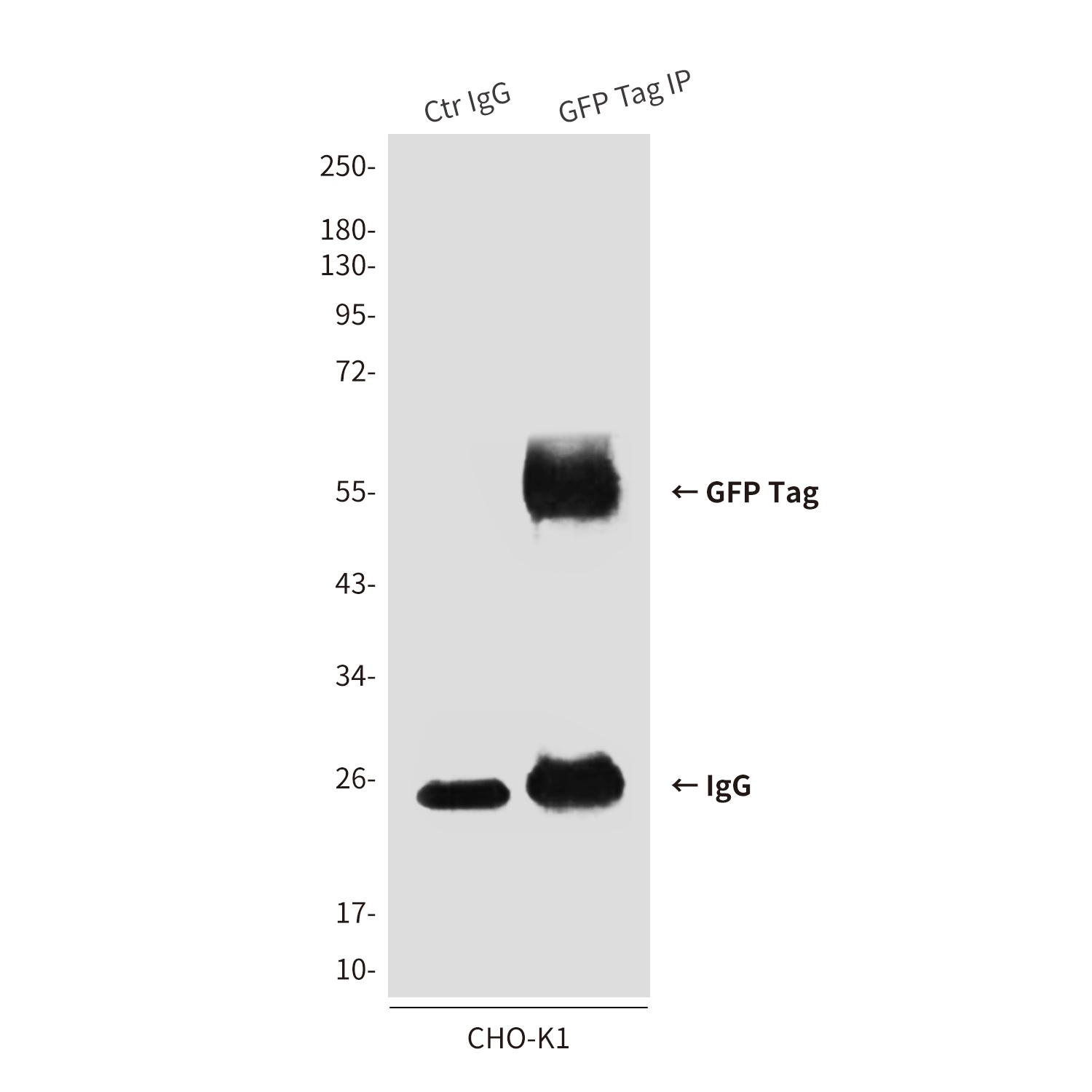 GFP Antibody