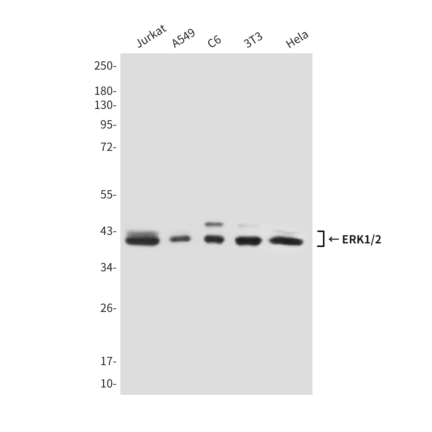 MAPK3/MAPK1 Antibody