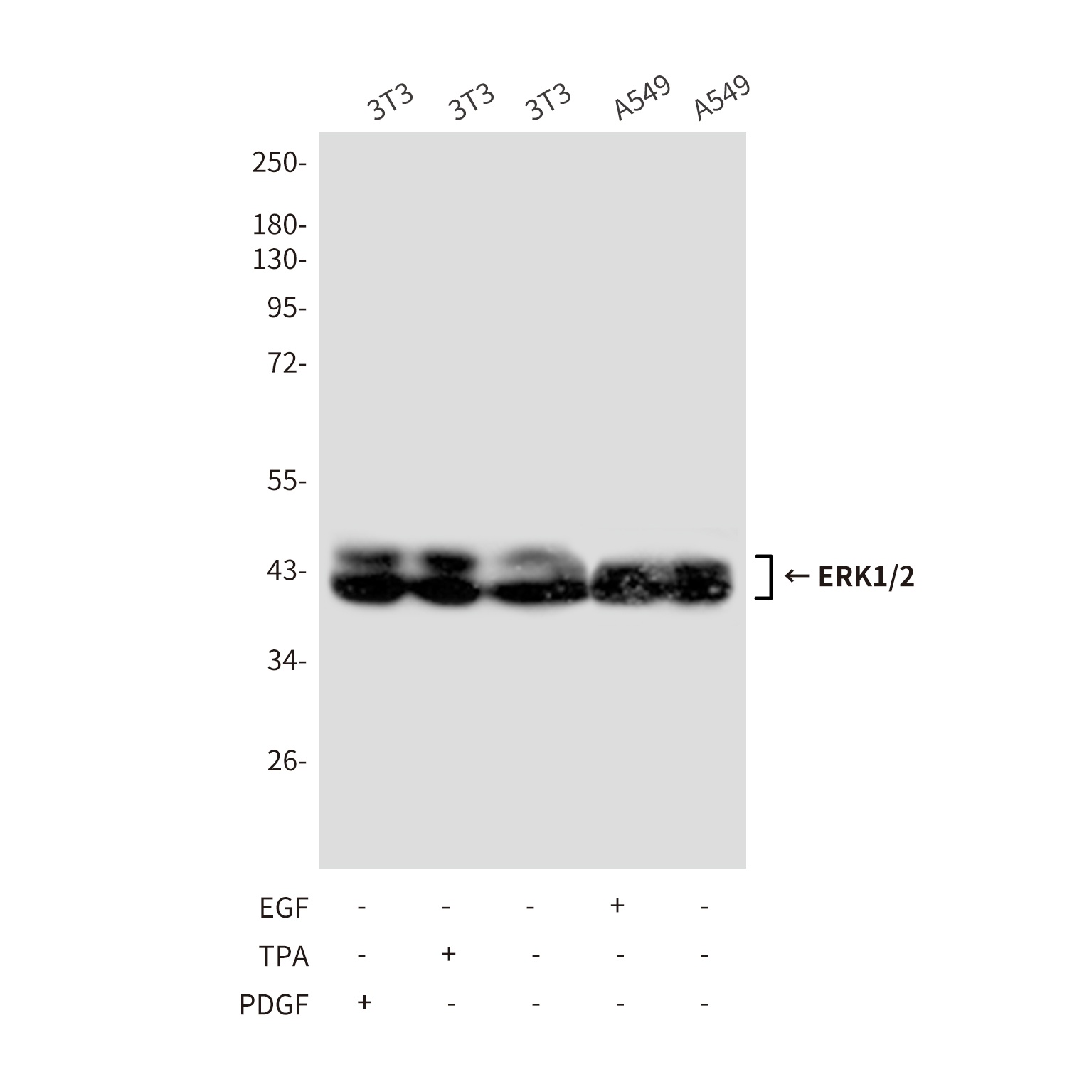 MAPK3/MAPK1 Antibody