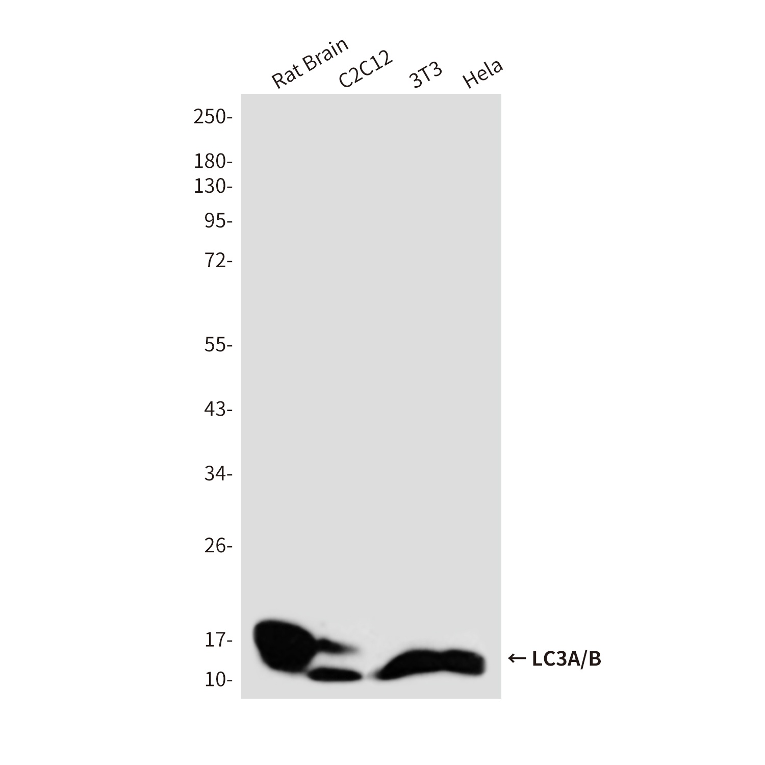 MAP1LC3A/MAP1LC3B Antibody