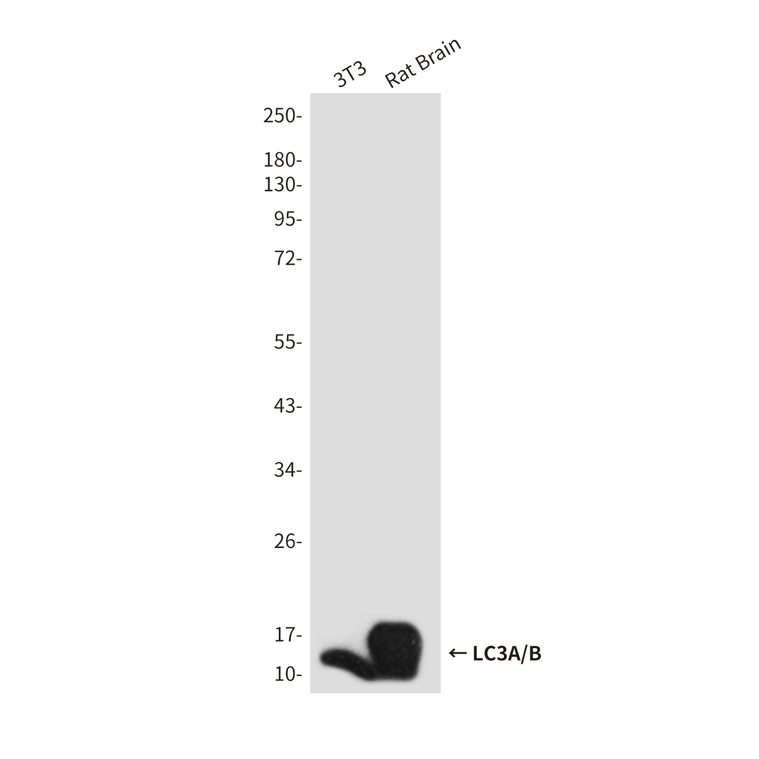 MAP1LC3A/MAP1LC3B Antibody