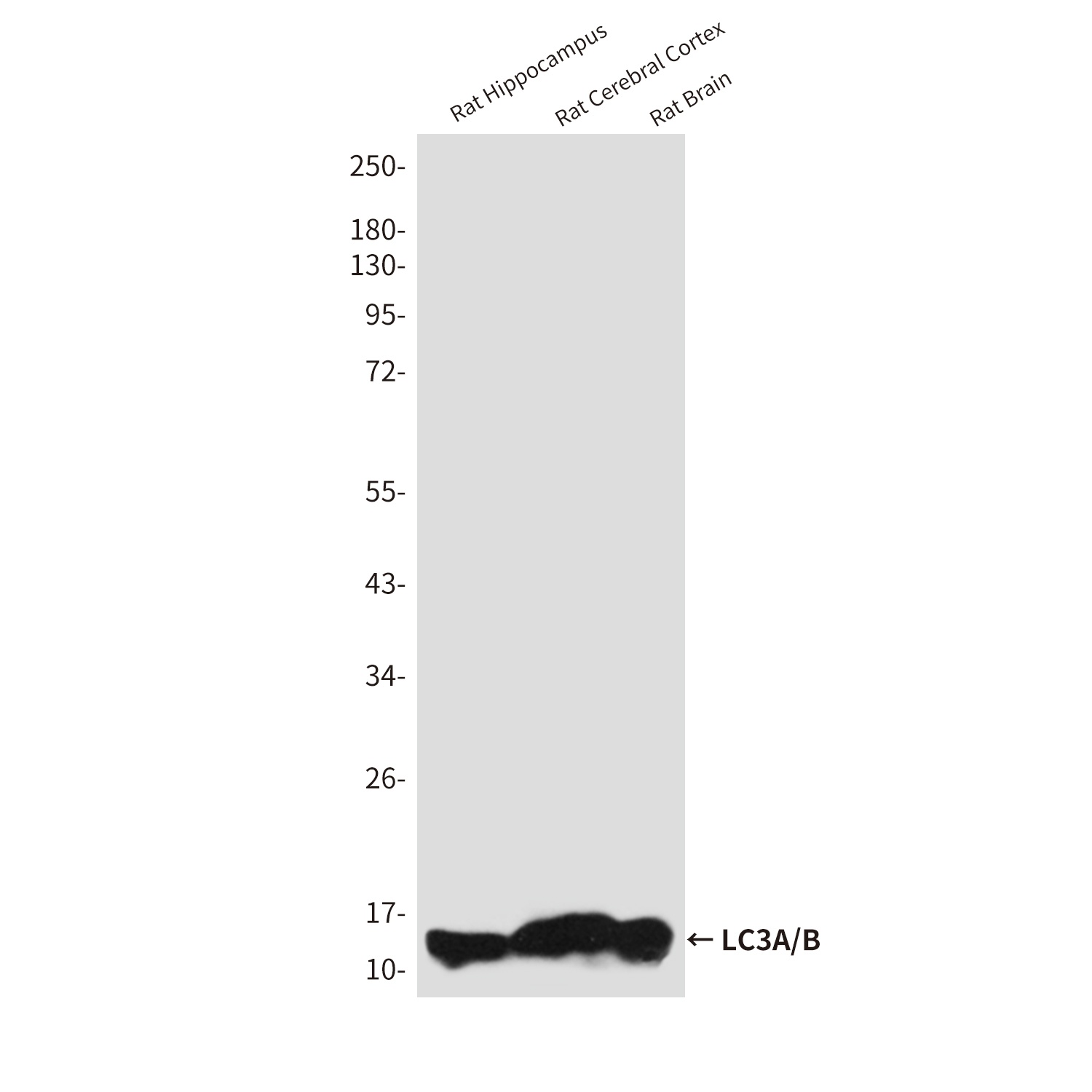 MAP1LC3A/MAP1LC3B Antibody
