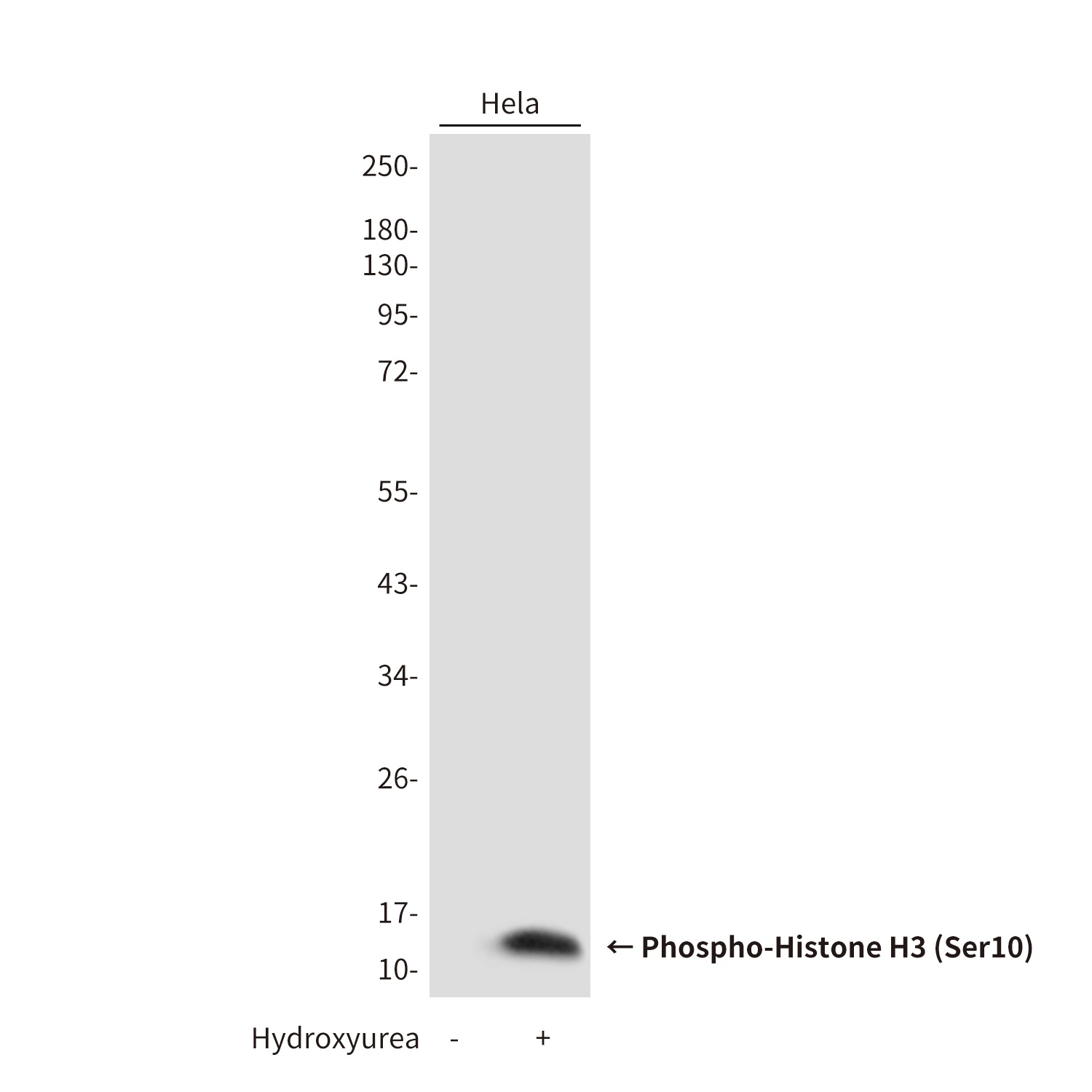 H3C1 Antibody