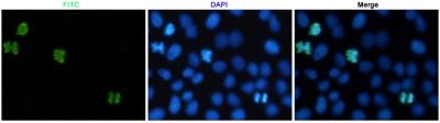 H3C1 Antibody