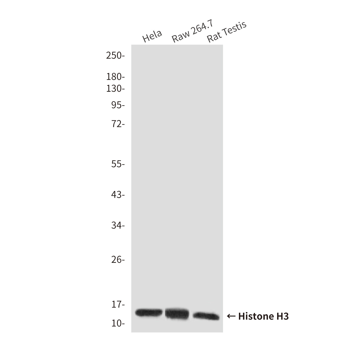 H3C1 Antibody