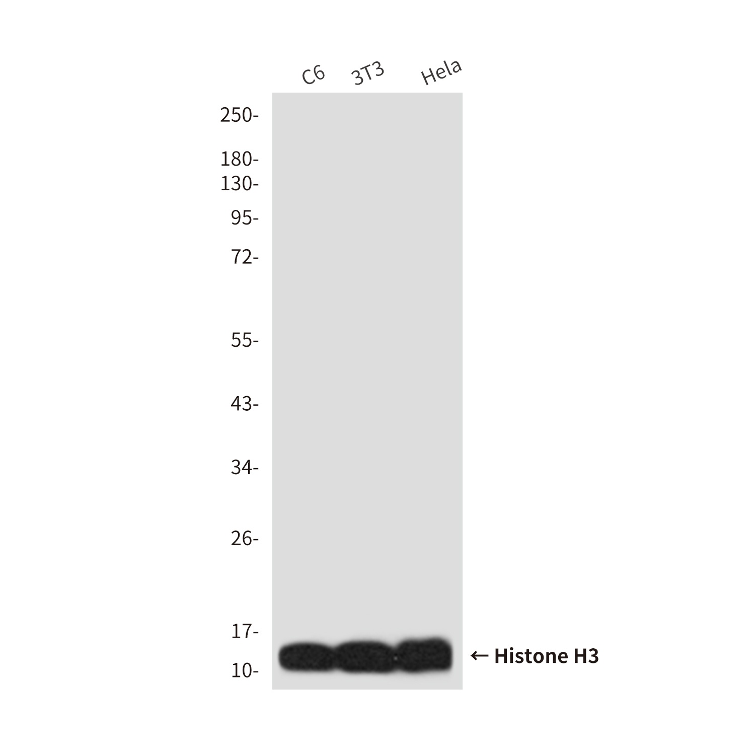 H3C1 Antibody