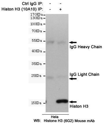 H3C1 Antibody