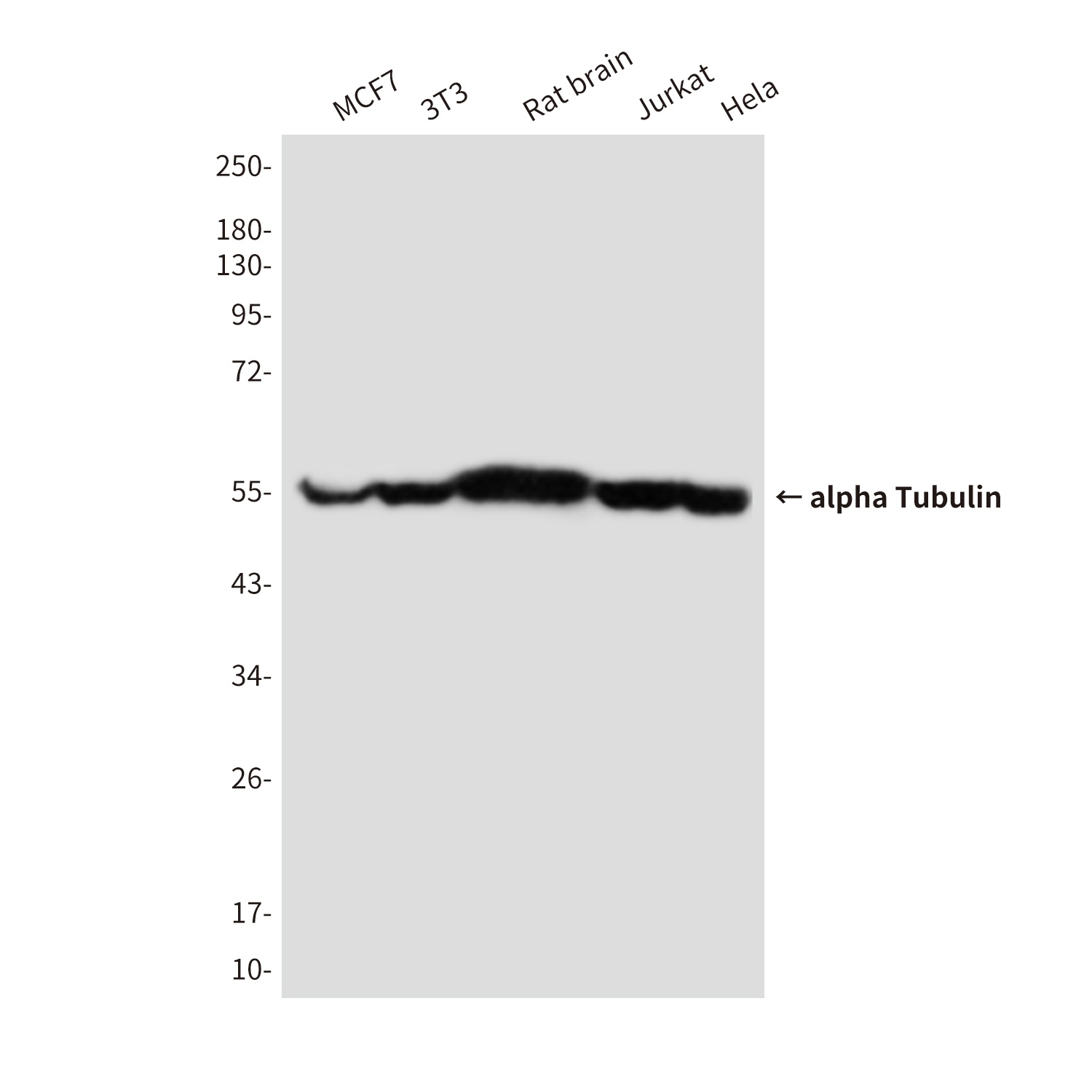TUBA1B Antibody