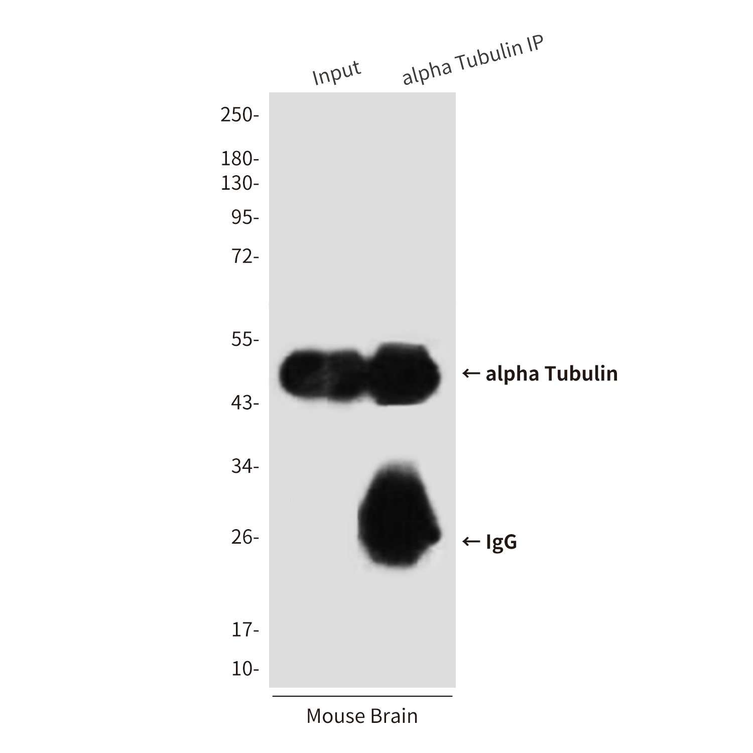 TUBA1B Antibody