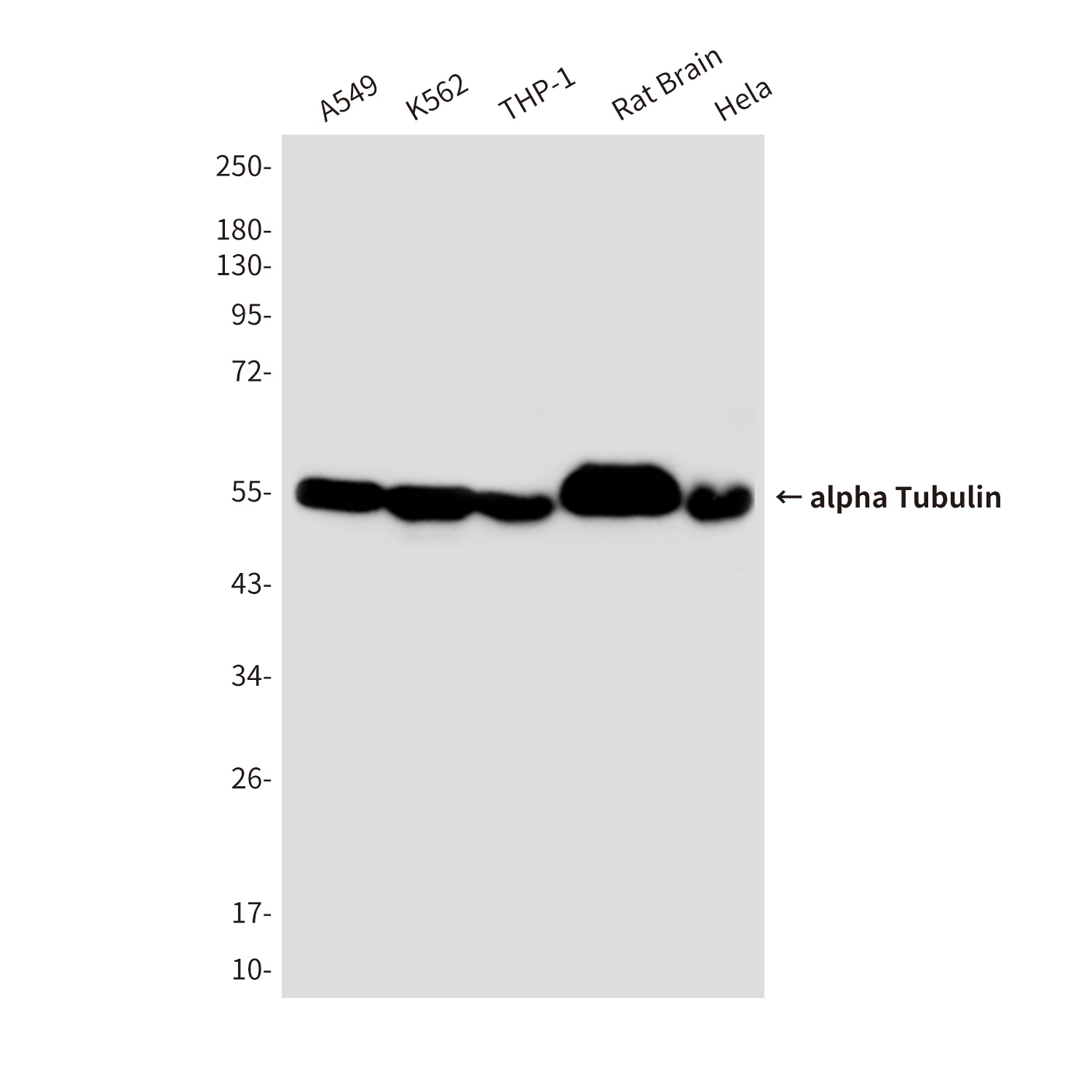 TUBA1B Antibody