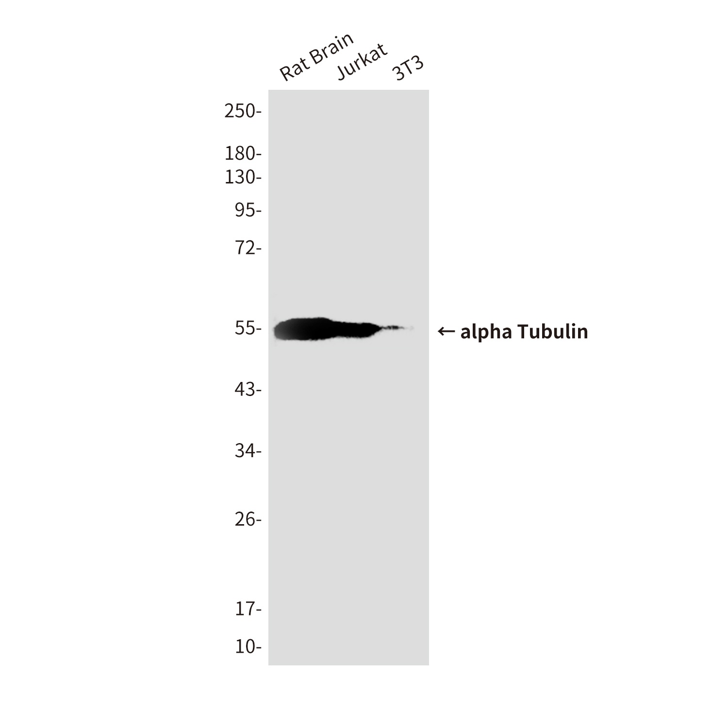 TUBA1B Antibody