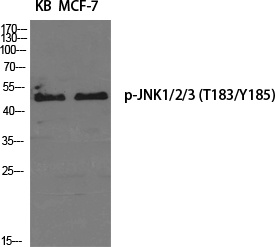 MAPK8 Antibody