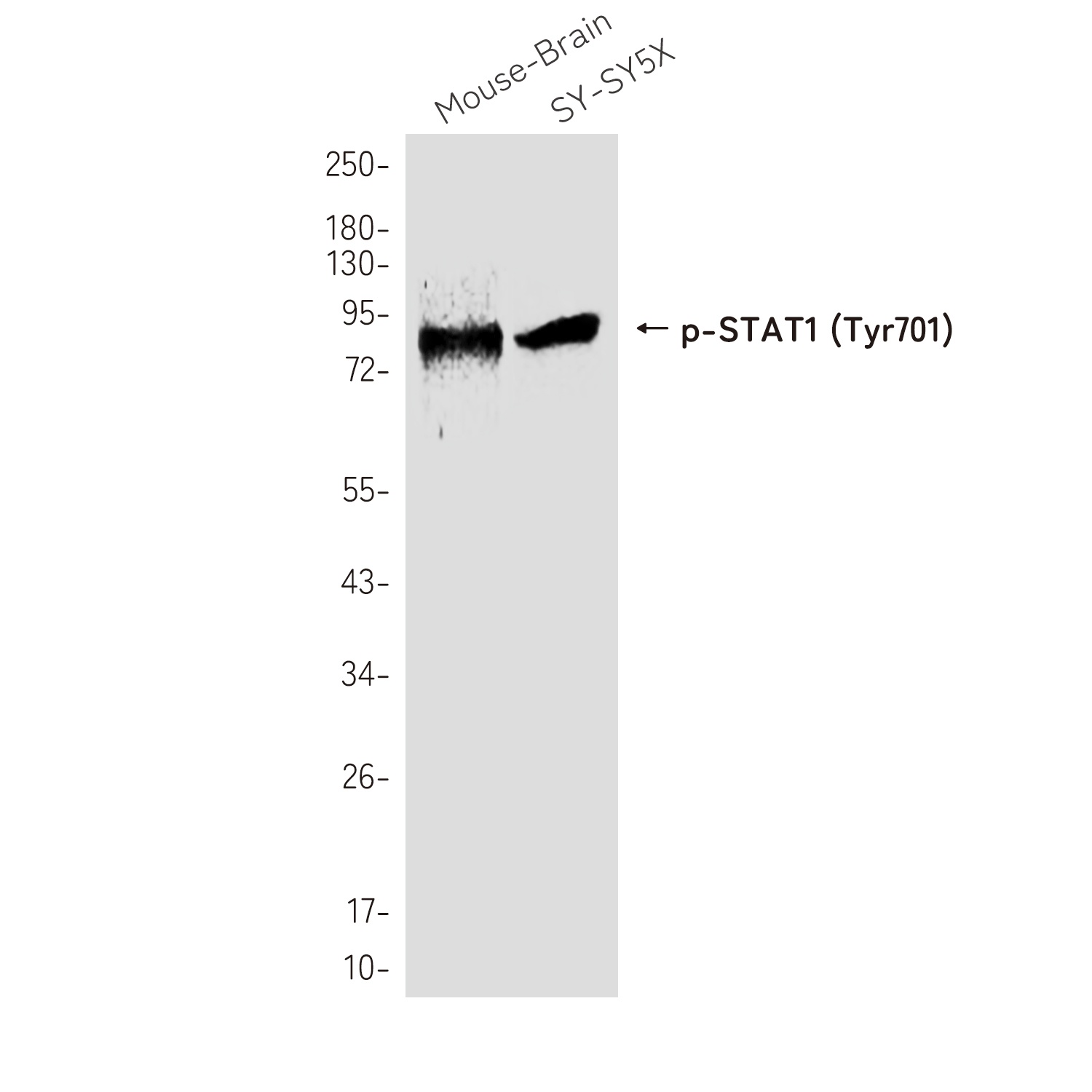 STAT1 Antibody