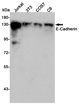 CDH1 Antibody