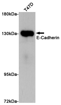 CDH1 Antibody