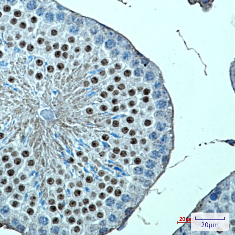 DOT1L Antibody