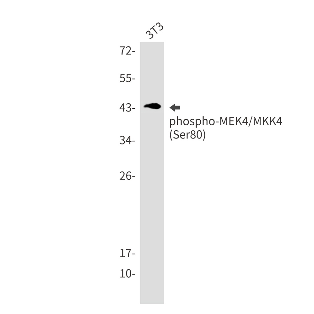 MAP2K4 Antibody