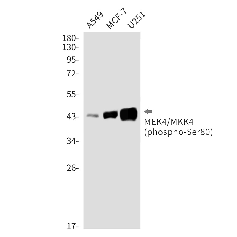 MAP2K4 Antibody