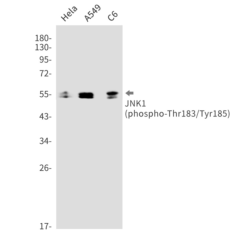 MAPK8 Antibody