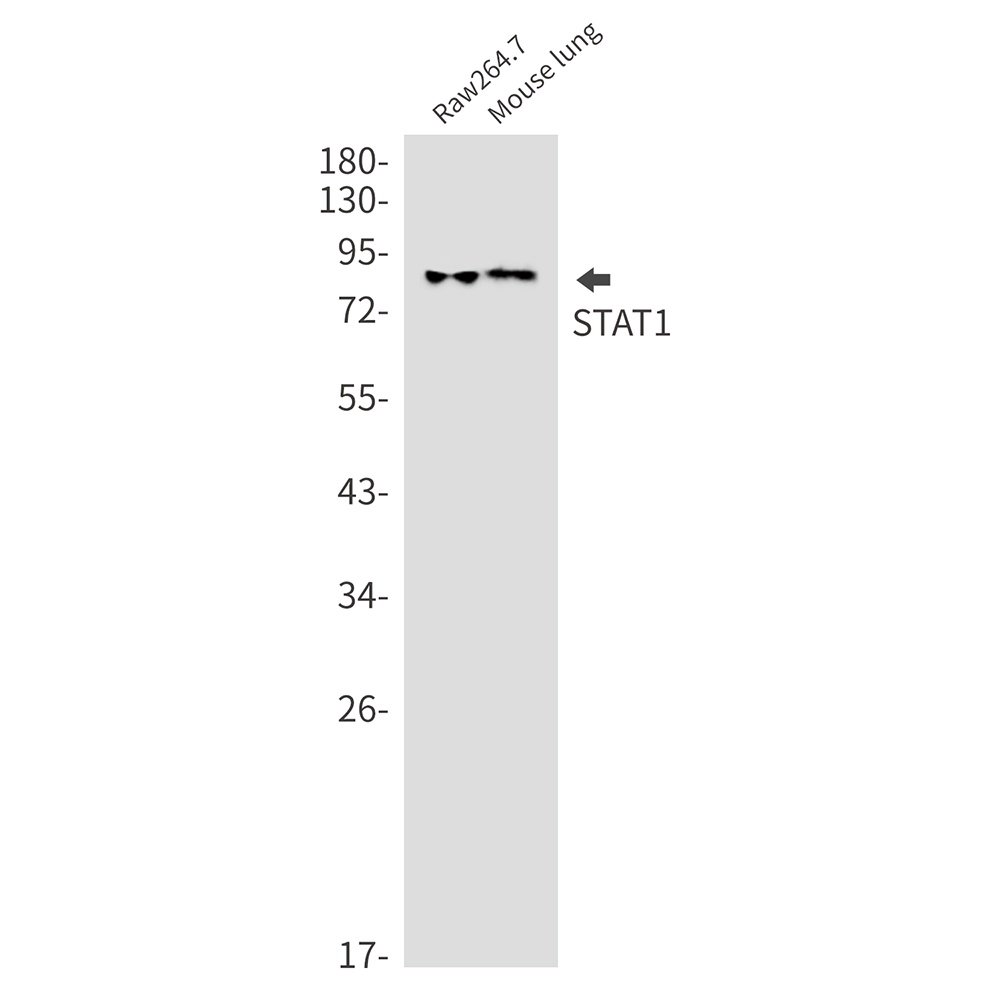 STAT1 Antibody