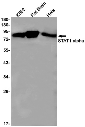 STAT1 Antibody