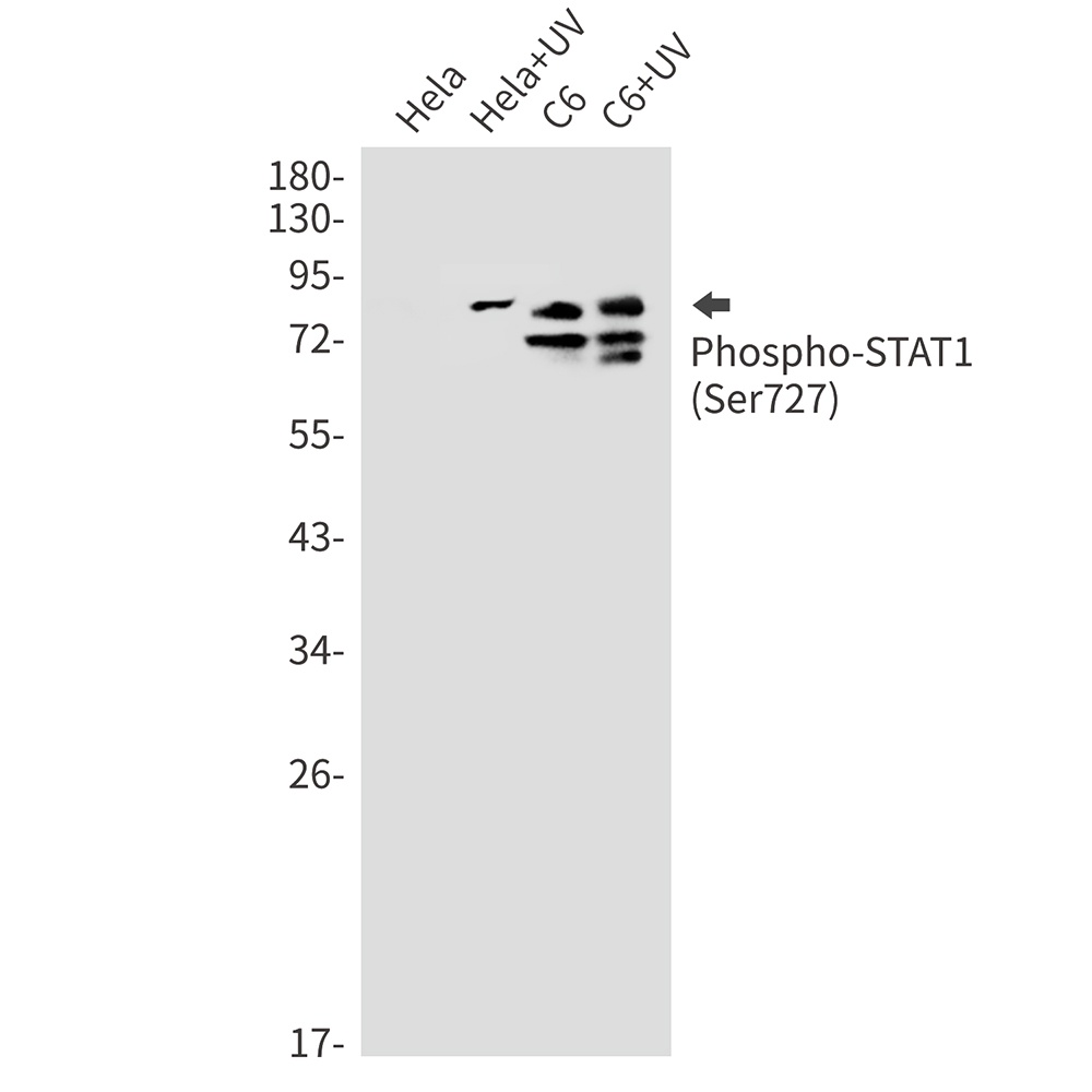 STAT1 Antibody