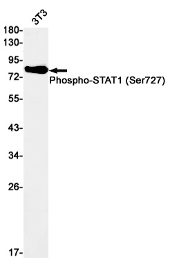 STAT1 Antibody