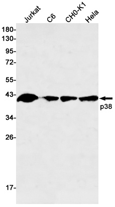MAPK14 Antibody