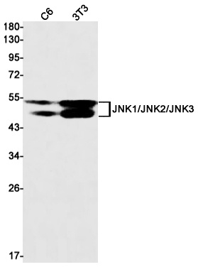 MAPK8 Antibody