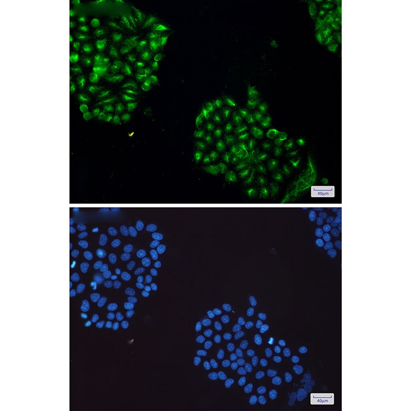 MAPK8 Antibody