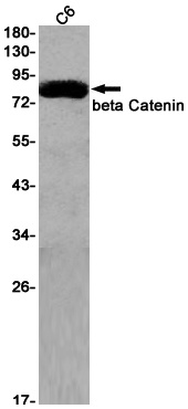 CTNNB1 Antibody