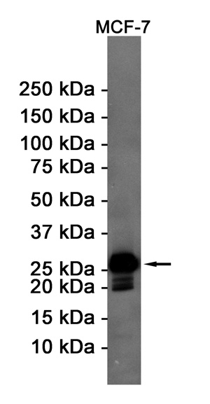 BCL2 Antibody