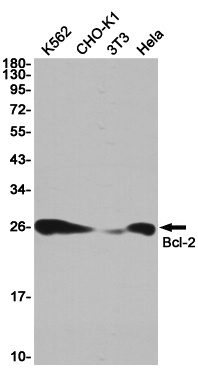 BCL2 Antibody