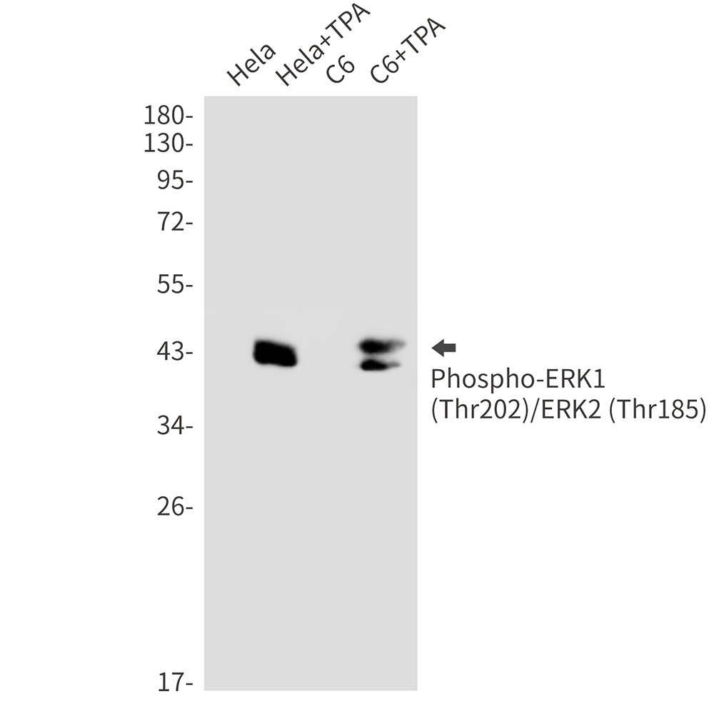 MAPK1/MAPK3 Antibody