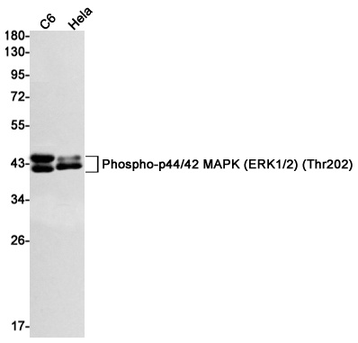 MAPK1/MAPK3 Antibody