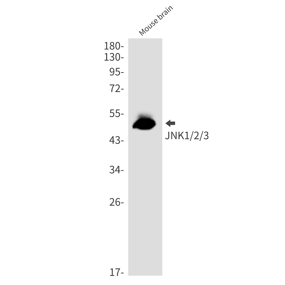 MAPK8 Antibody