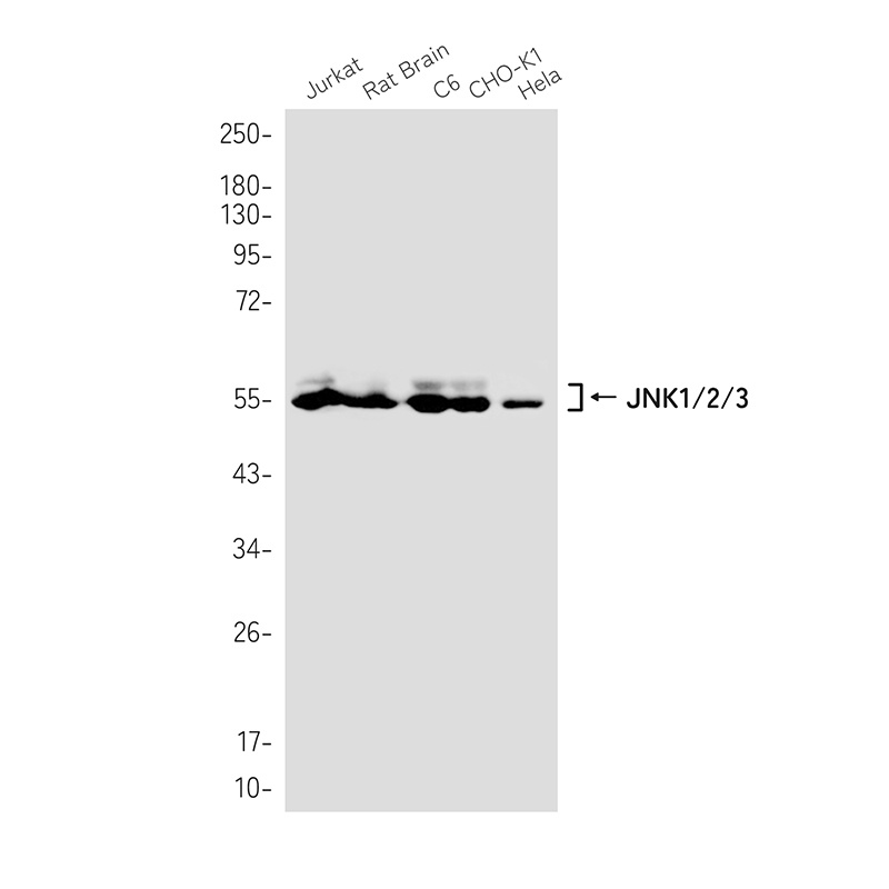 MAPK8 Antibody