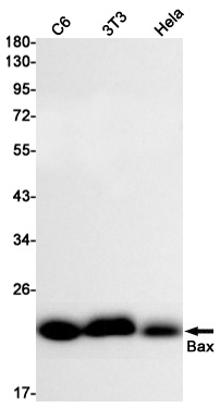 BAX Antibody