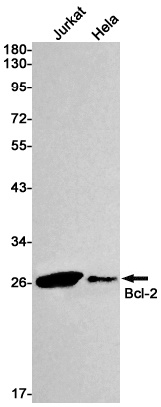 BCL2 Antibody