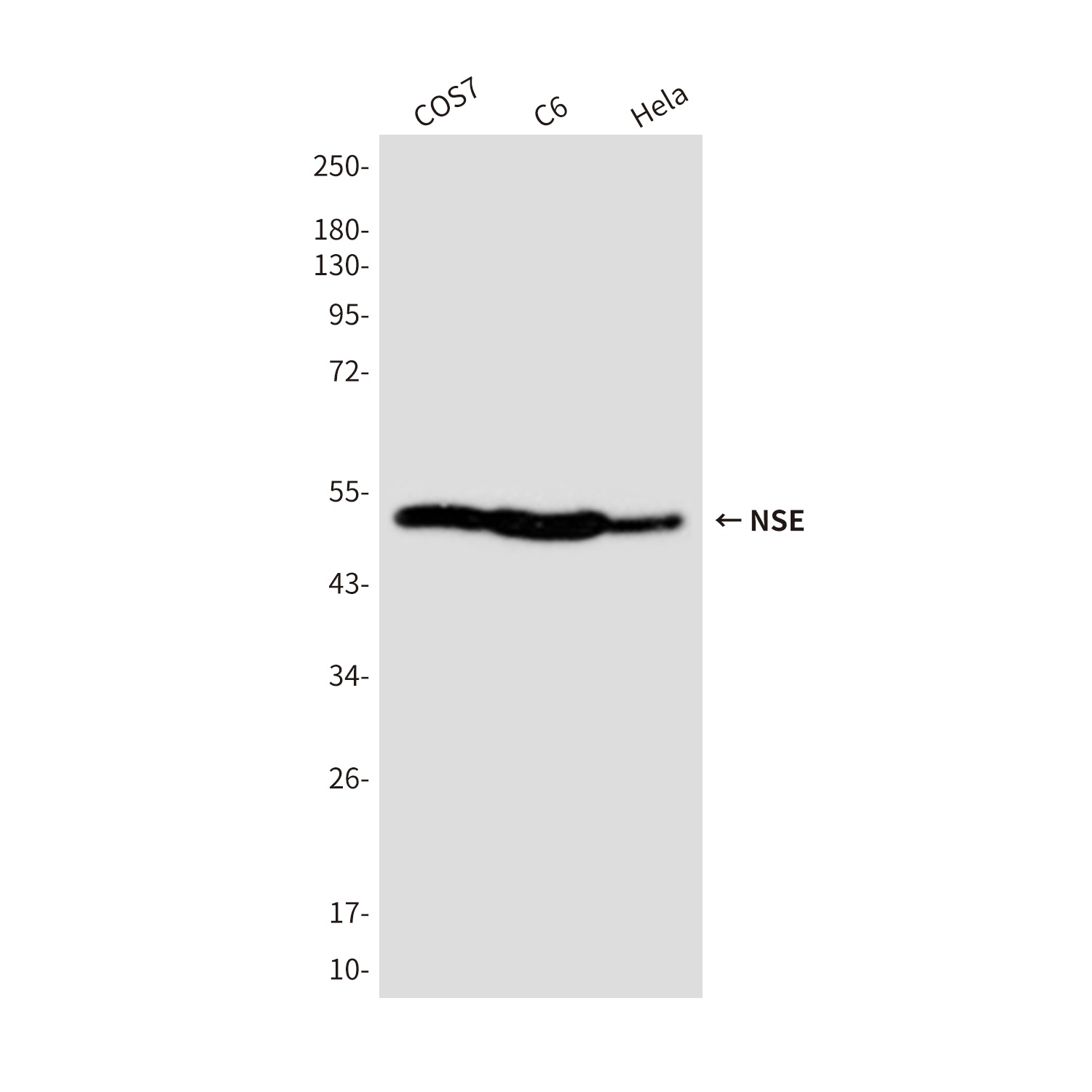ENO2 Antibody