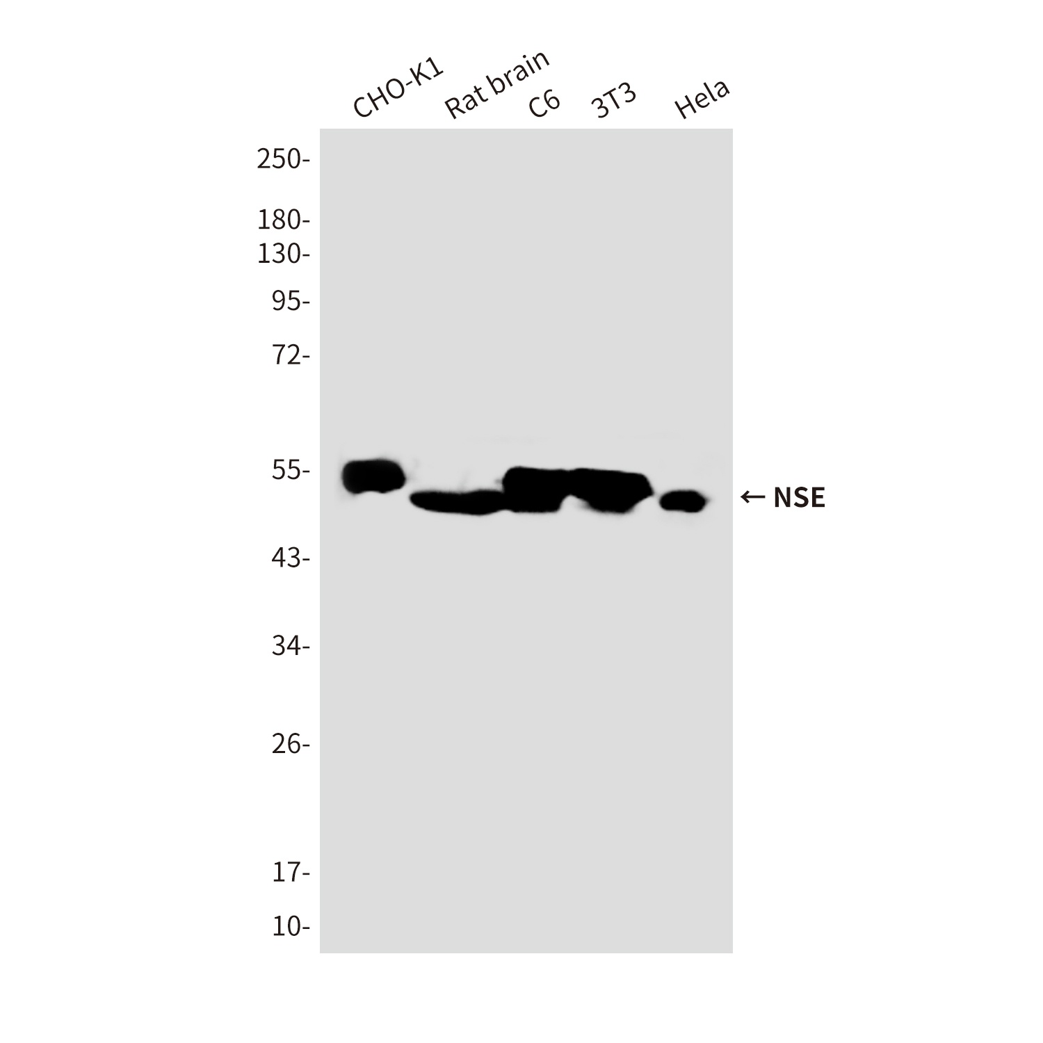 ENO2 Antibody