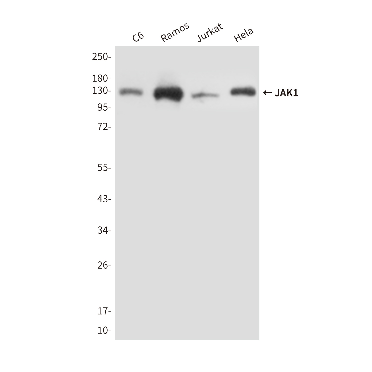 JAK1 Antibody