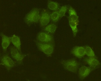 JAK1 Antibody