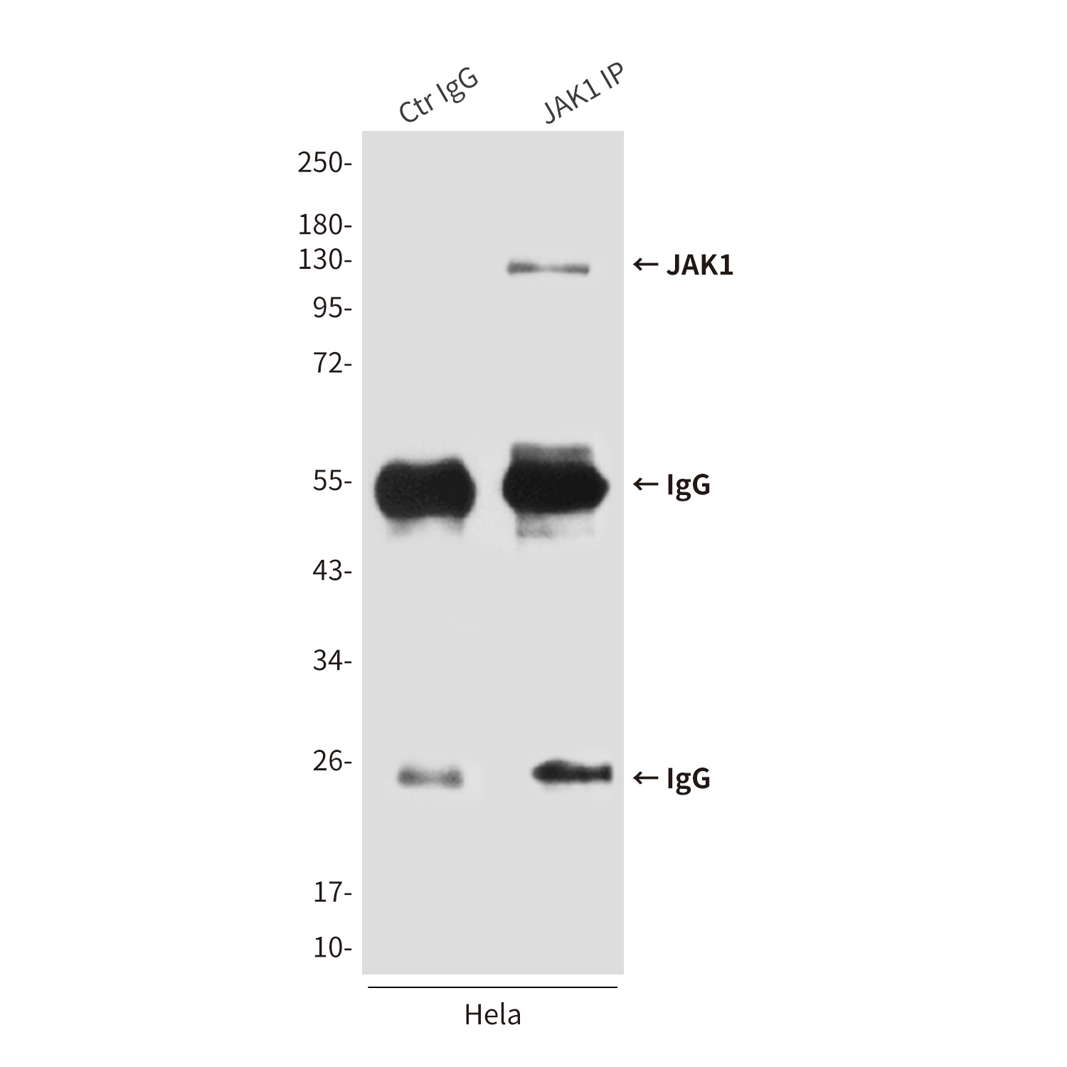 JAK1 Antibody