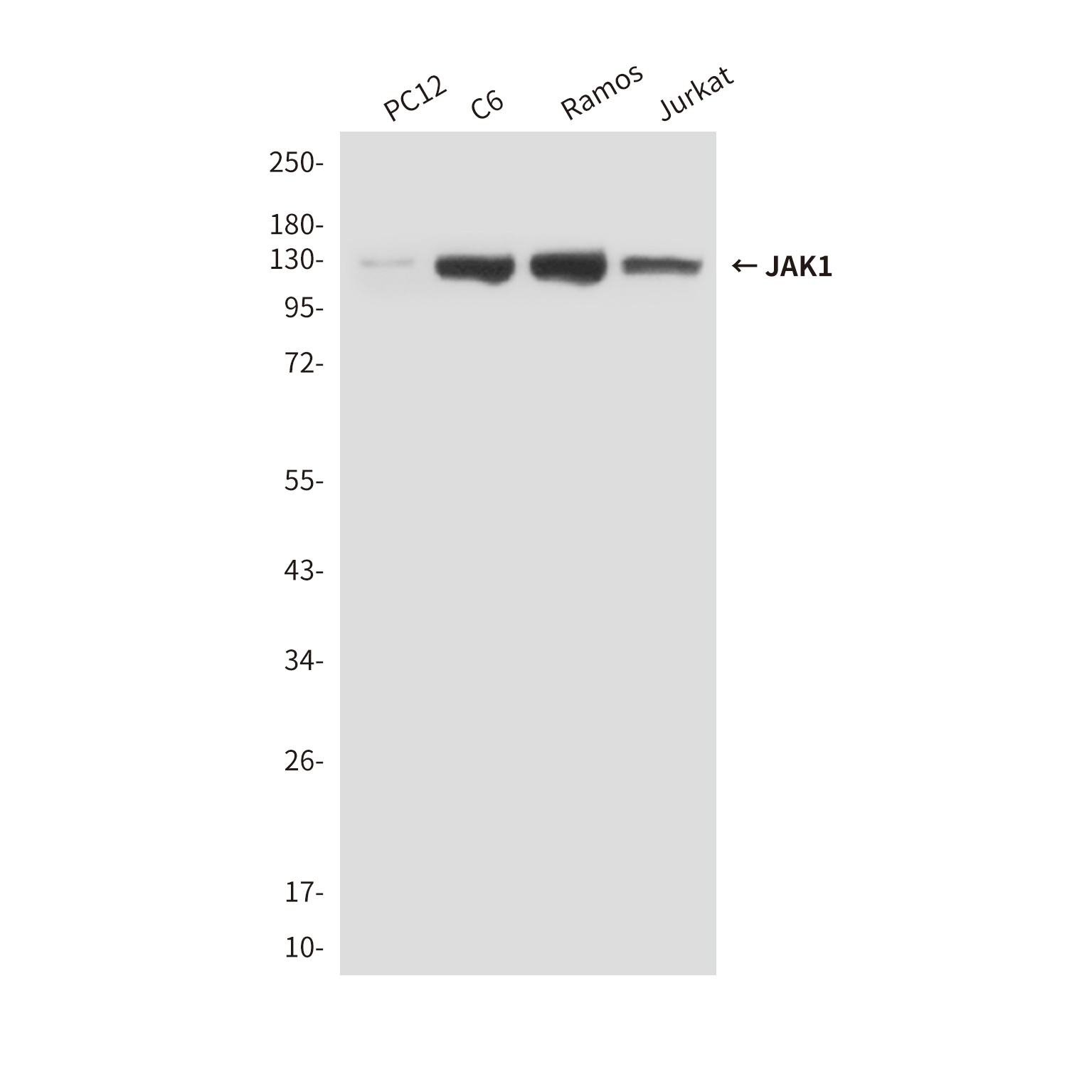 JAK1 Antibody