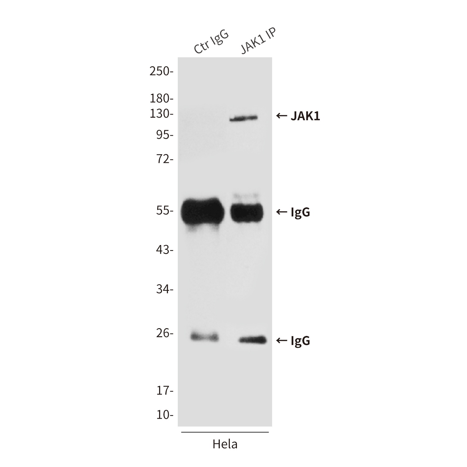 JAK1 Antibody