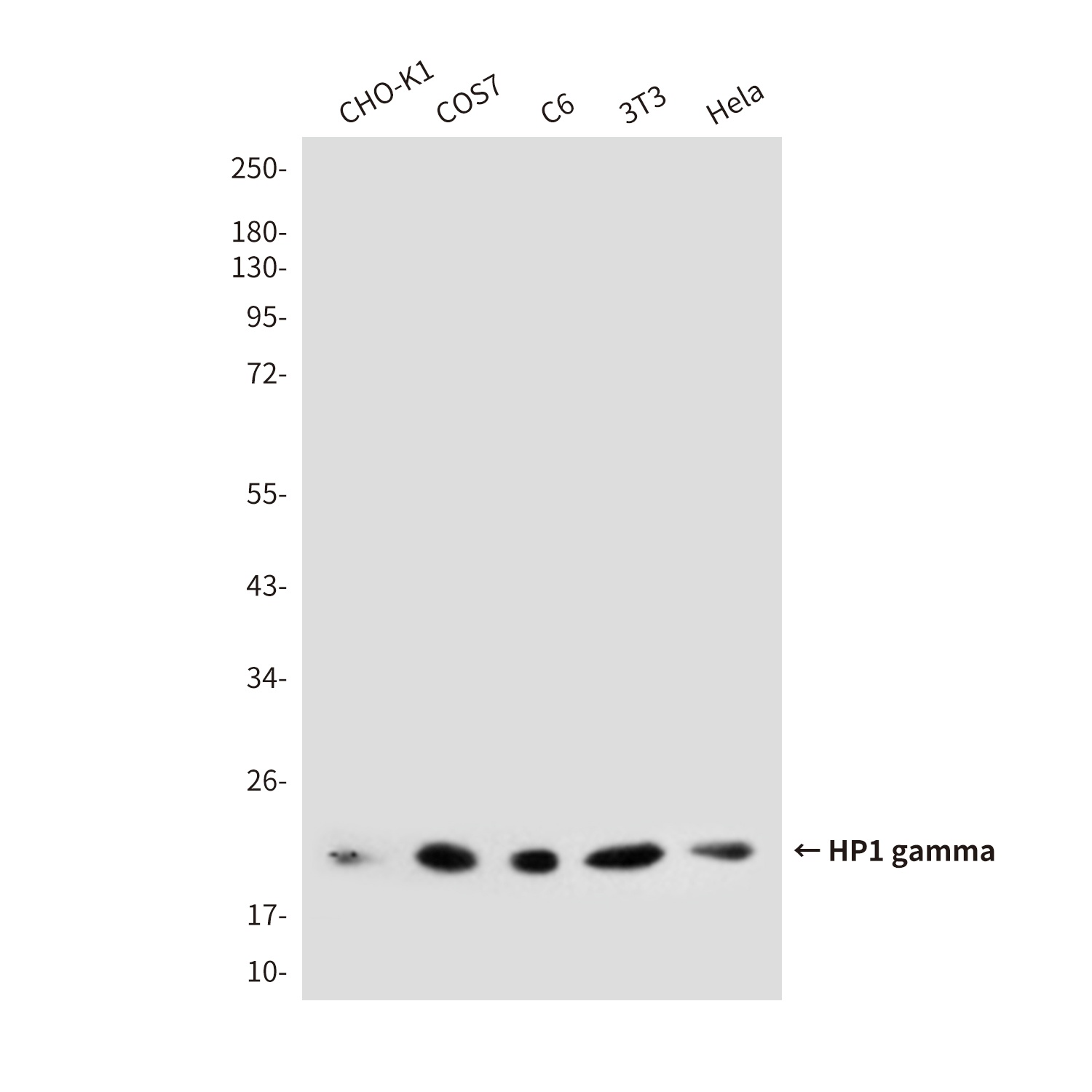 HP1 gamma Mouse Monoclonal Antibody