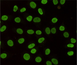 HP1 gamma Mouse Monoclonal Antibody